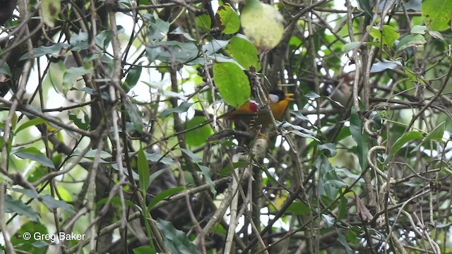 ゴシキソウシチョウ（argentauris グループ） - ML201811361