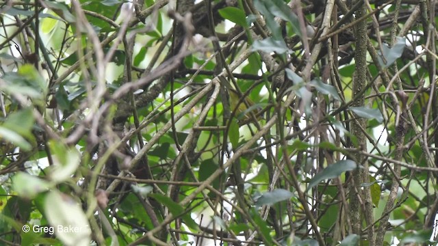 Mosquitero Cabecigrís - ML201811371