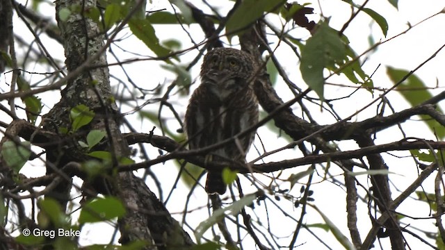 Mochuelo Acollarado - ML201811401