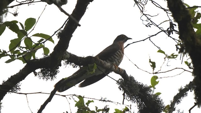 Large Hawk-Cuckoo - ML201811411