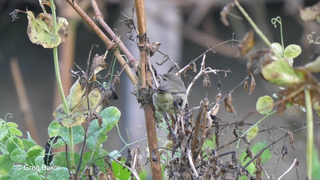 Tickell's Leaf Warbler (Tickell's) - ML201811421