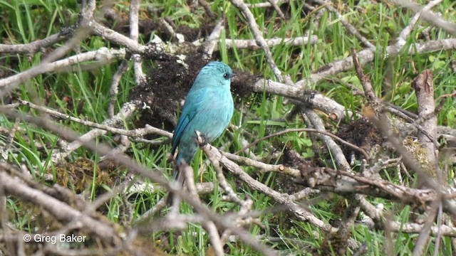 Verditer Flycatcher - ML201811461