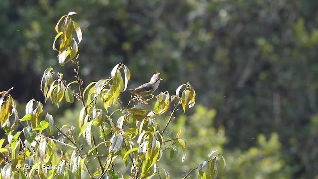 Whiskered Yuhina - ML201811481