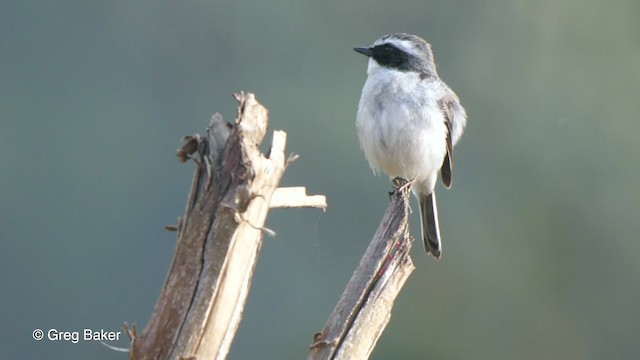 Gray Bushchat - ML201811491