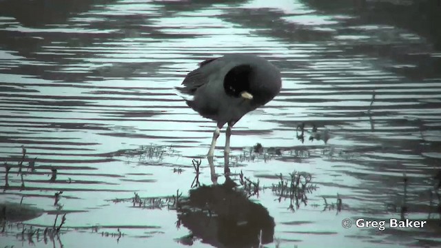 Red-fronted Coot - ML201811501