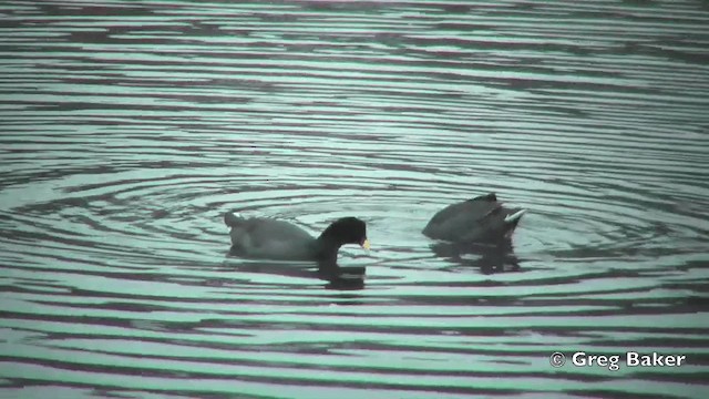 Red-fronted Coot - ML201811511