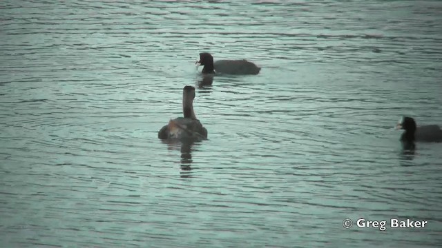 Great Grebe - ML201811531