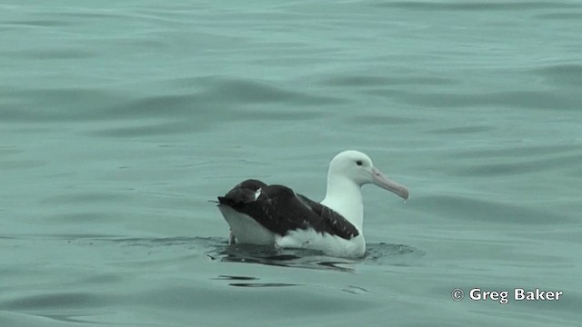 albatros Sanfordův - ML201811591
