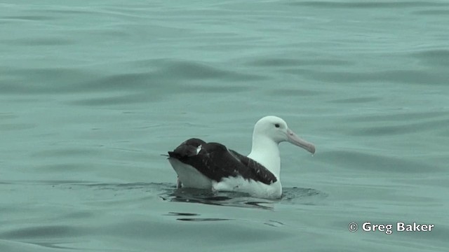 Northern Royal Albatross - ML201811591