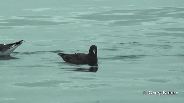 Puffin à menton blanc - ML201811601