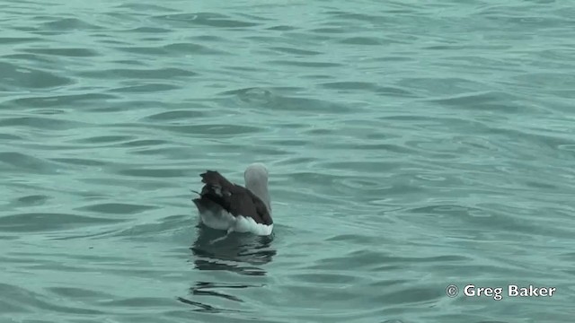 Buller's Albatross - ML201811621