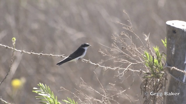 Chilean Swallow - ML201811641