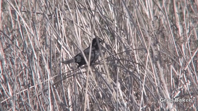 Austral Blackbird - ML201811681