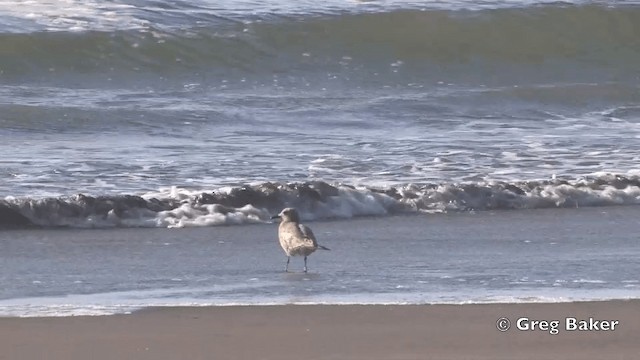 Gray Gull - ML201811691