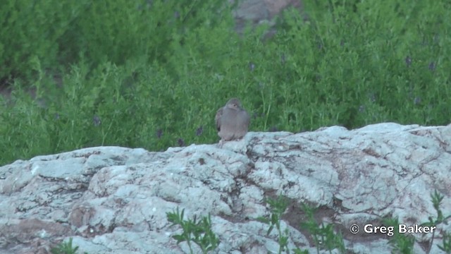 Bare-faced Ground Dove - ML201811771