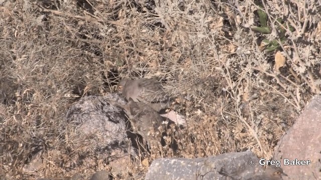 Bare-faced Ground Dove - ML201811781