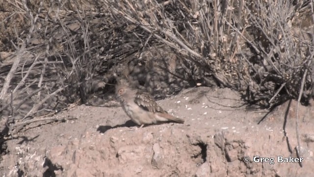 Bare-faced Ground Dove - ML201811791