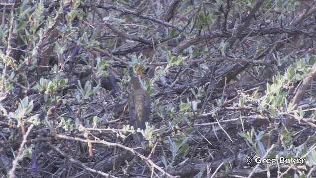 アンデスヤマハチドリ - ML201811821