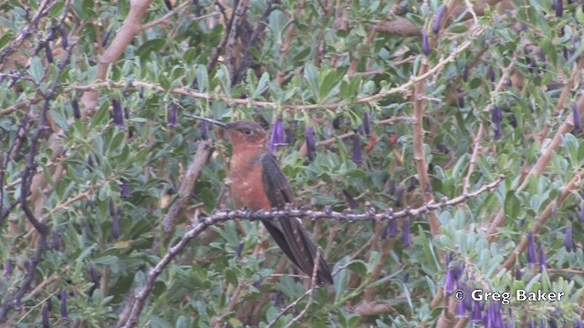 Colibrí Gigante - ML201811831