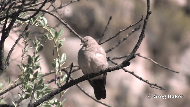 Black-winged Ground Dove - ML201811841
