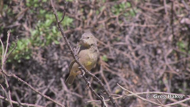 Bright-rumped Yellow-Finch - ML201811851