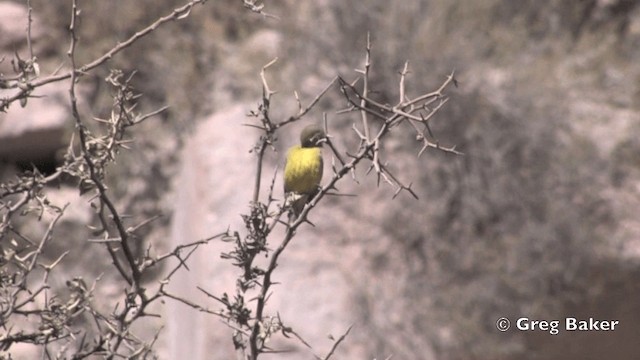 Greenish Yellow-Finch - ML201811861