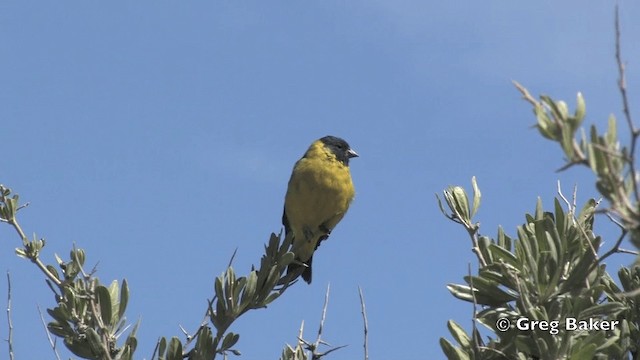 Hooded Siskin - ML201811871