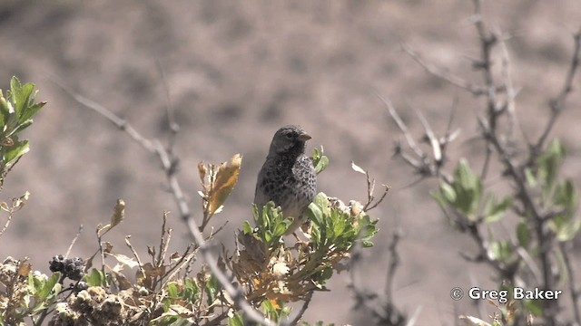 Mourning Sierra Finch (Mourning) - ML201811891