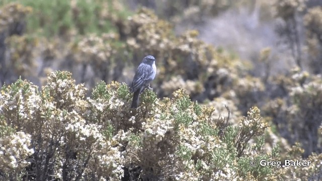 Ash-breasted Sierra Finch - ML201811921