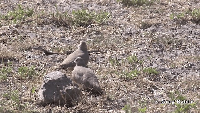 Golden-spotted Ground Dove - ML201811941