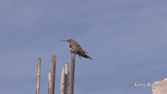 アンデスヤマハチドリ - ML201811961