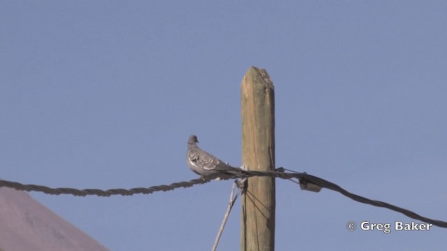 holub skvrnokřídlý (ssp. albipennis) - ML201811991