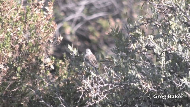 Band-tailed Seedeater - ML201812011