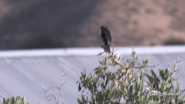 Black-throated Flowerpiercer - ML201812021