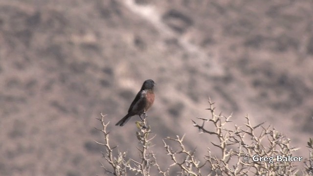 Black-throated Flowerpiercer - ML201812031