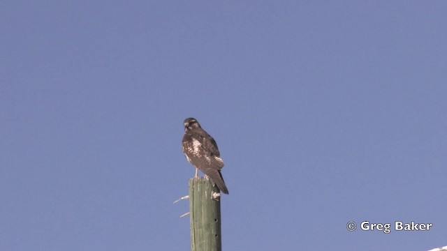 Rotrückenbussard (polyosoma) - ML201812041