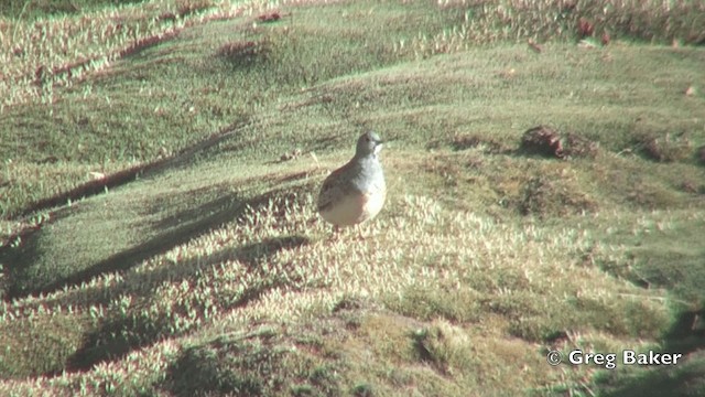 Gray-breasted Seedsnipe - ML201812051