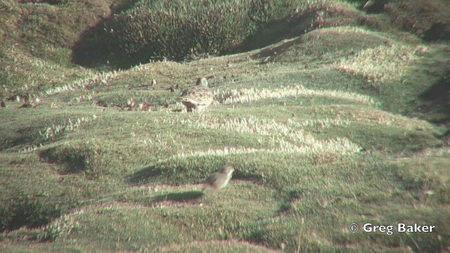 Gray-breasted Seedsnipe - ML201812061