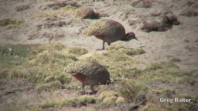 ミツユビシギダチョウ - ML201812131