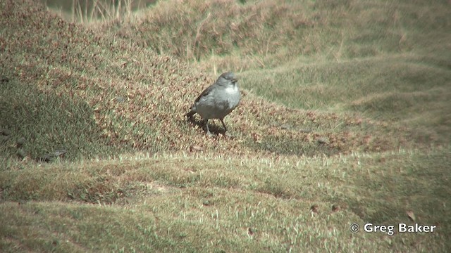 White-throated Sierra Finch - ML201812161
