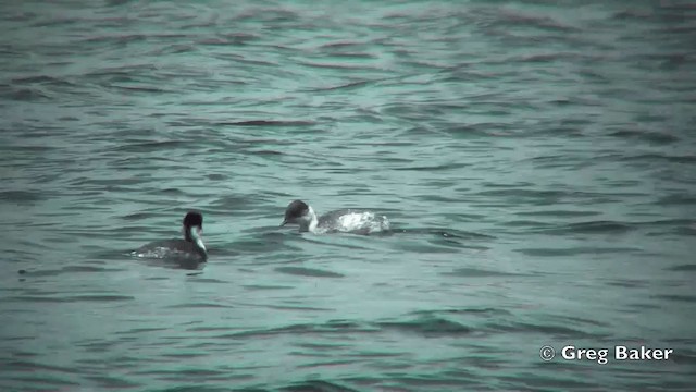 Silvery Grebe (Andean) - ML201812181