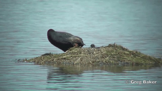 Giant Coot - ML201812191