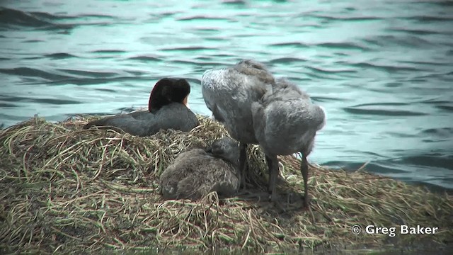 Giant Coot - ML201812201