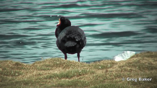 Giant Coot - ML201812211