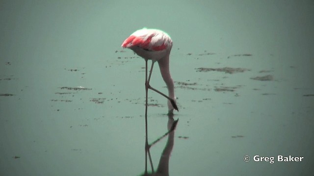Şili Flamingosu - ML201812221