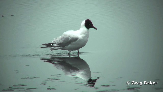 Andean Gull - ML201812241