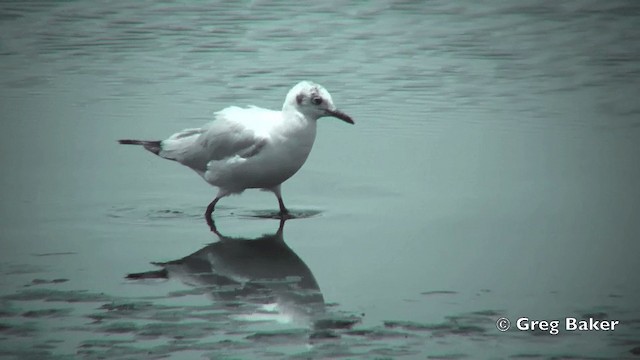 Mouette des Andes - ML201812251