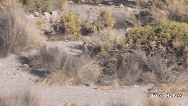 Ornate Tinamou - ML201812271