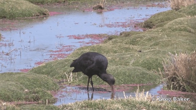 ibis andský - ML201812281