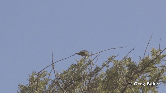 Cinereous Conebill (Cinereous) - ML201812321